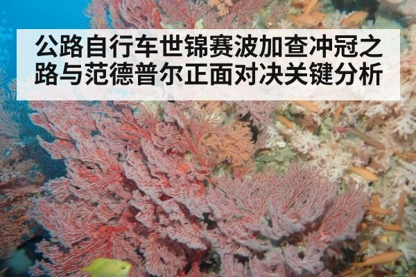 公路自行车世锦赛波加查冲冠之路与范德普尔正面对决关键分析